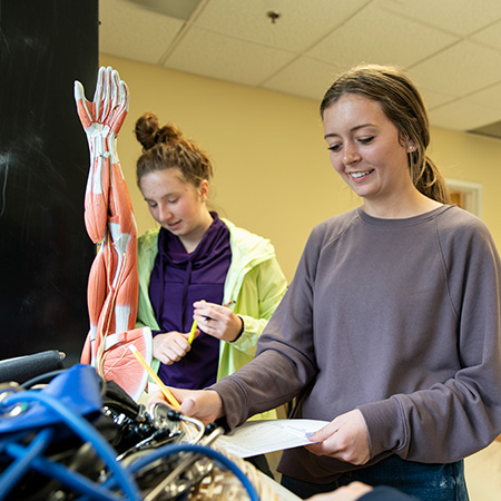 Two students studying together with an anatomy model