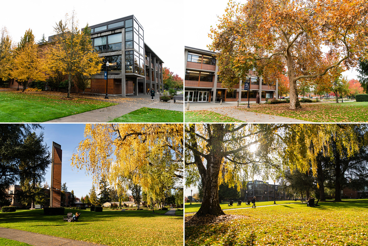 Trees on the quad with bright yellow leaves