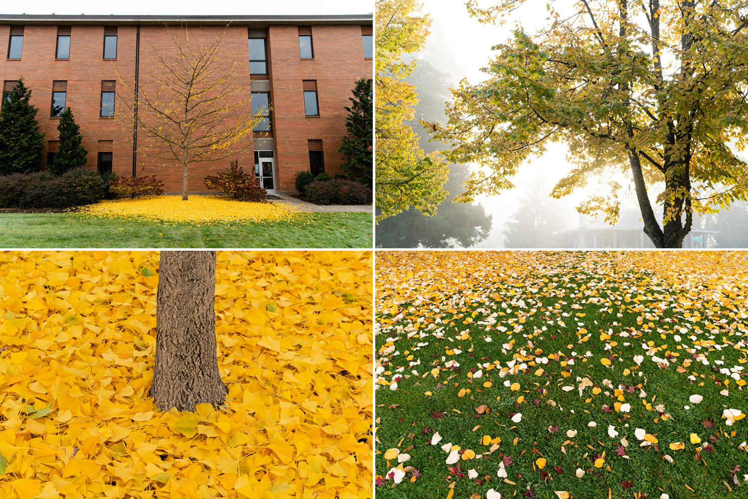 A bare tree with bright yellow leaves on the ground