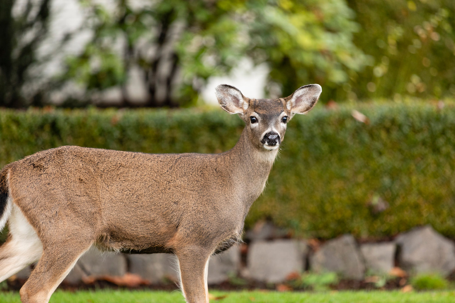 A deer wanders across campus
