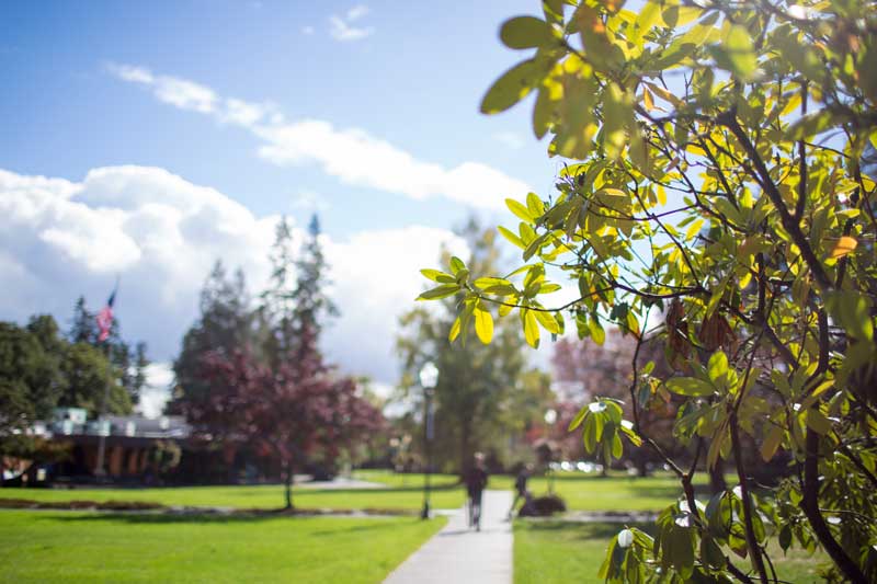 Looking through a bush at the George Fox campus