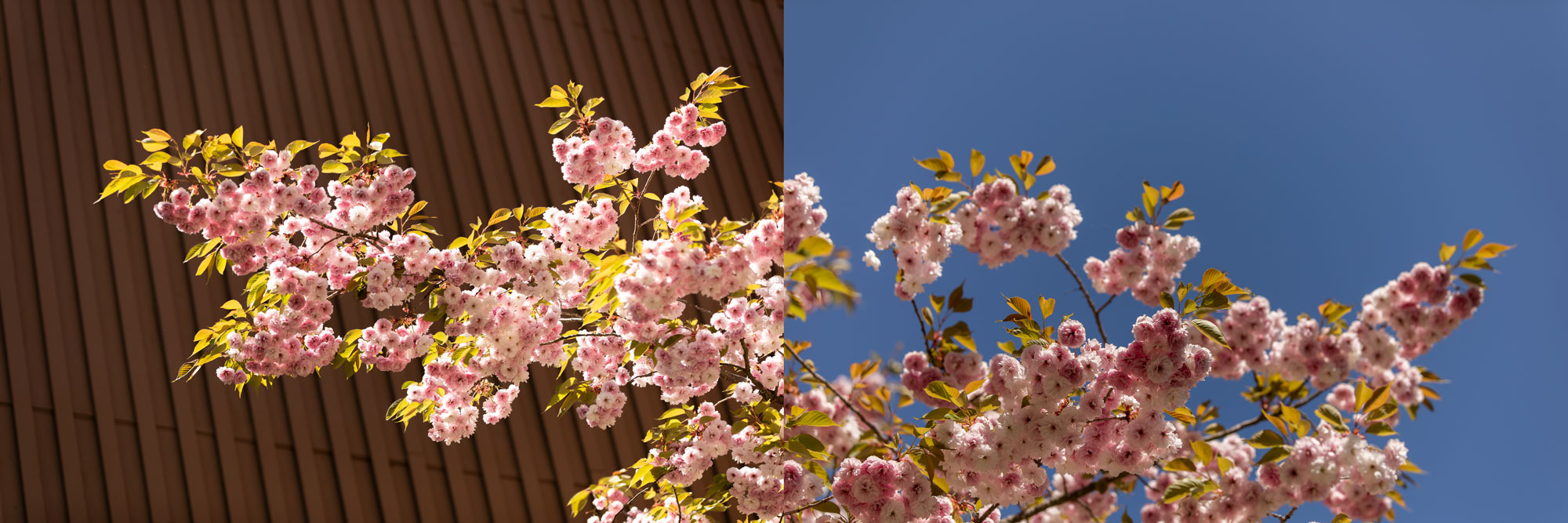 Pink cherry blossoms