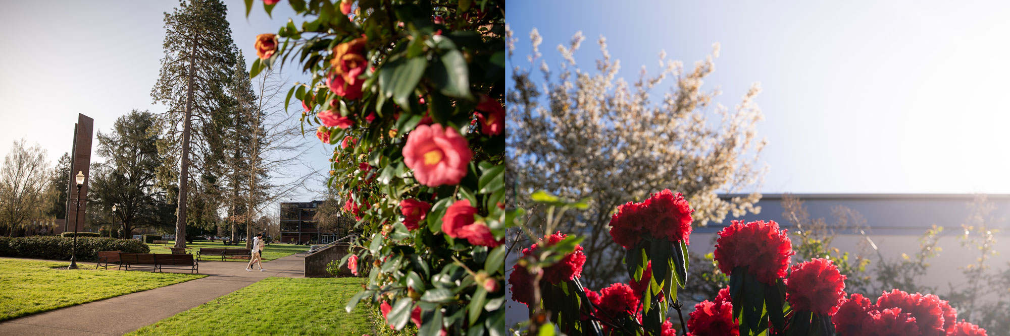 Bright pink flowers bloom on campus