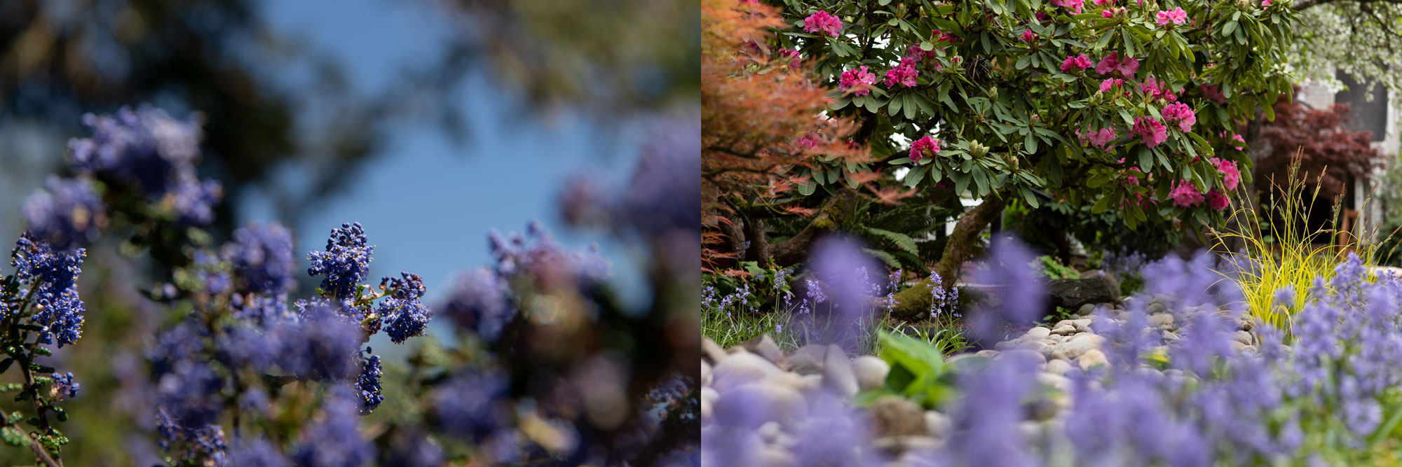 Purple flowers bloom on campus