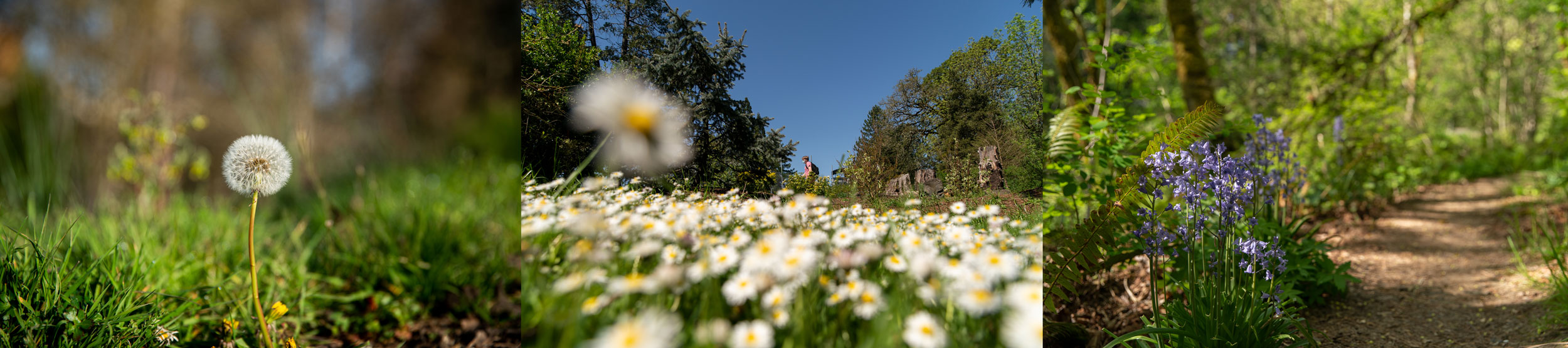 Dandelions, daisies, and purple flowers on campus