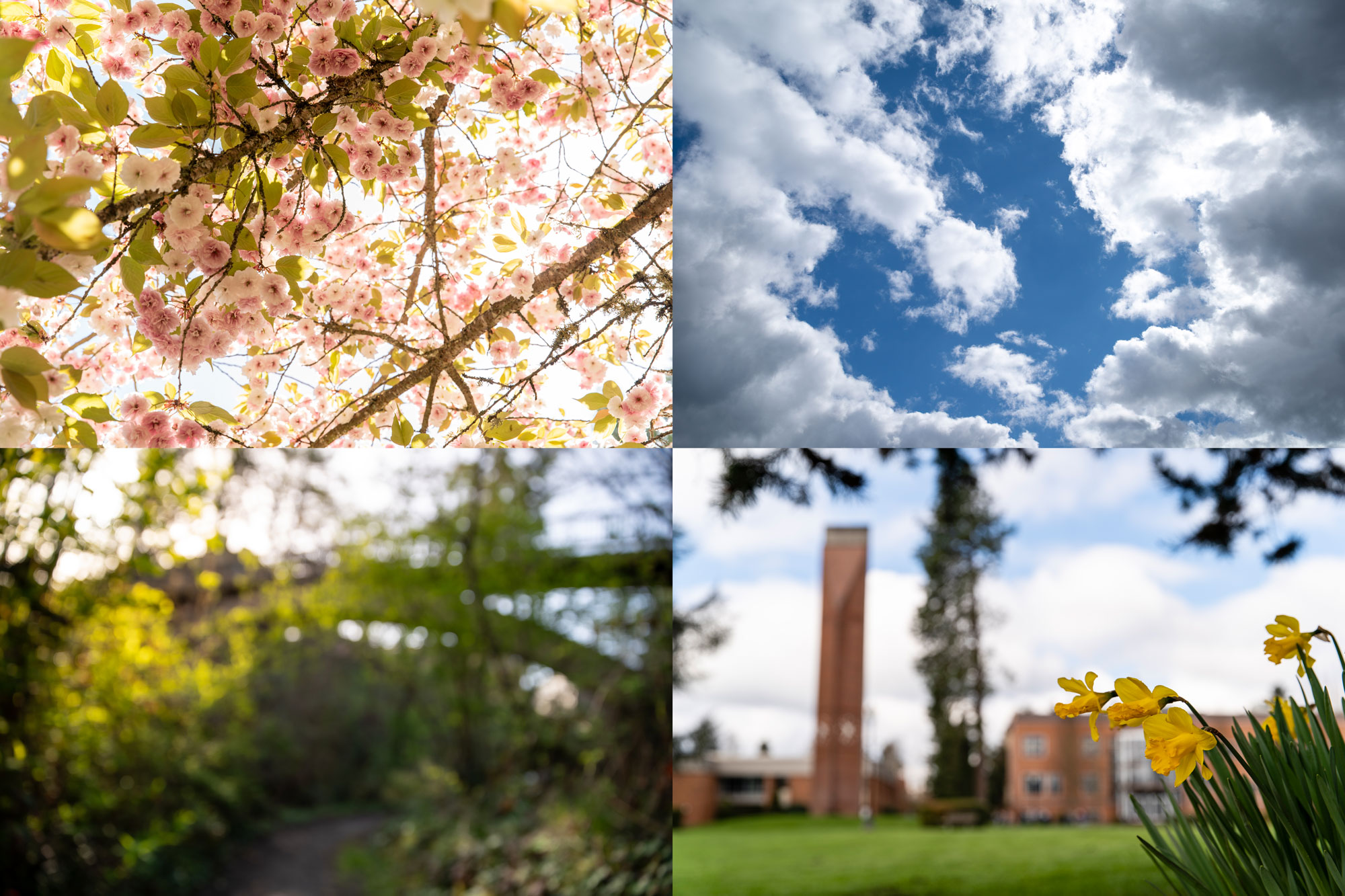 Top left: pink cherry blossoms from below; top right: the blue sky with a few clouds; bottom left: the bridge as seen from the canyon; bottom right: the clock tower with yellow daffodils in the foreground
