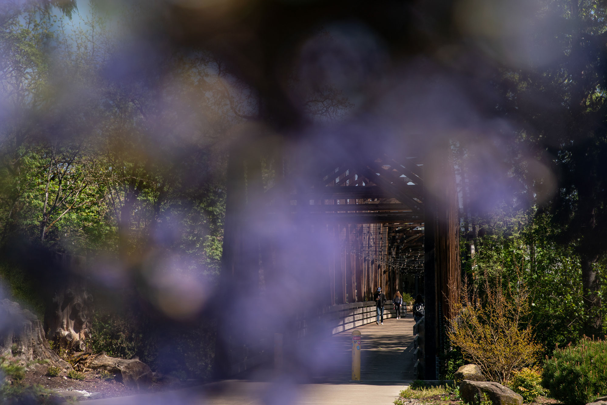 The bridge viewed from behind purple flowers