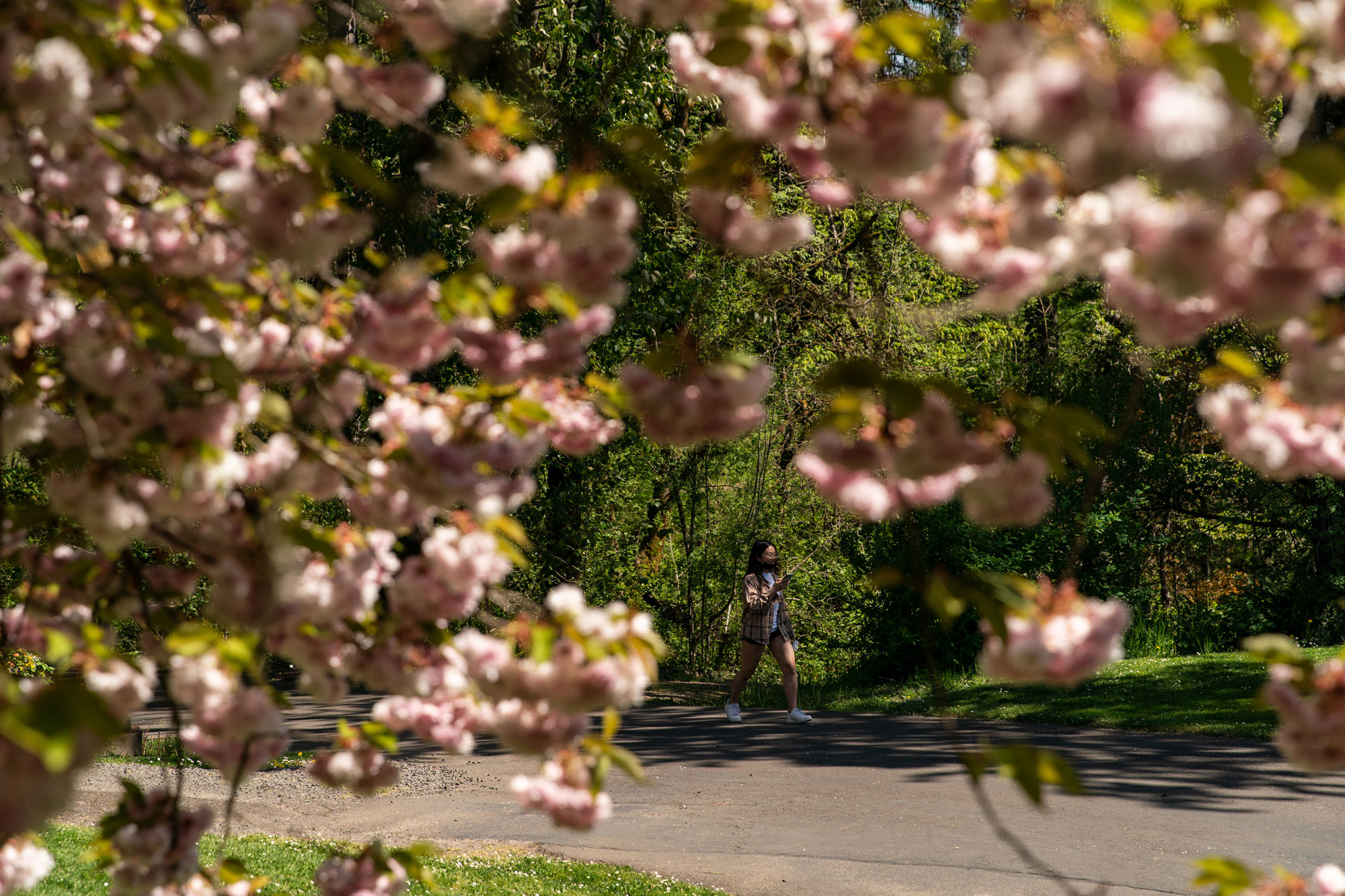 A student walking with pink cherry blossoms in the foreground