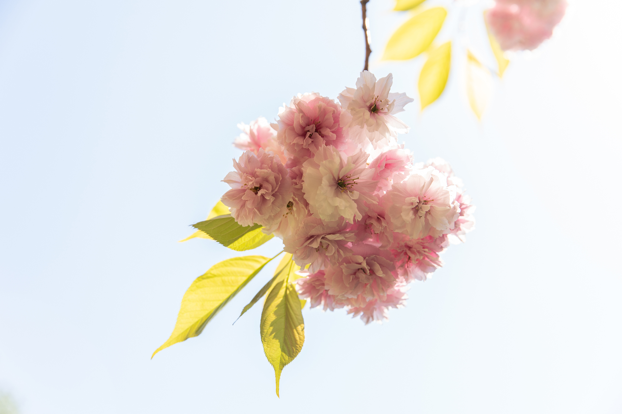 spring buds in sky