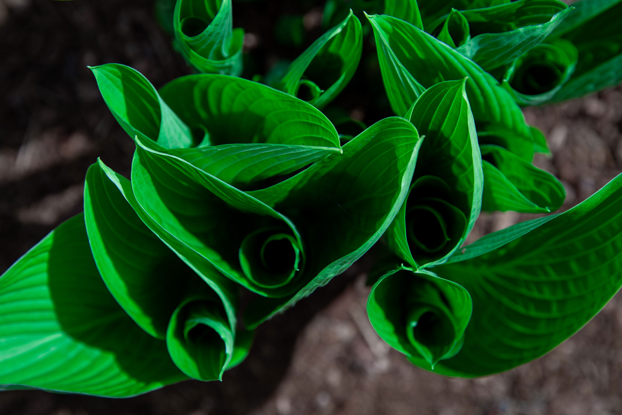 A close-up view of green leaves