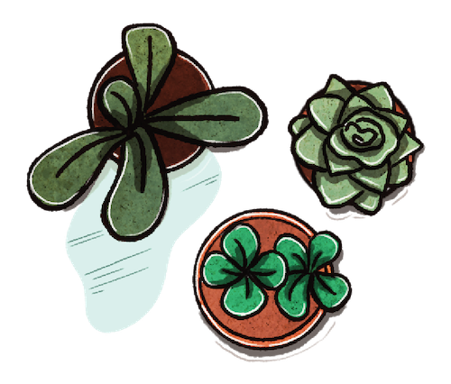 Illustration of succulents and other small plants