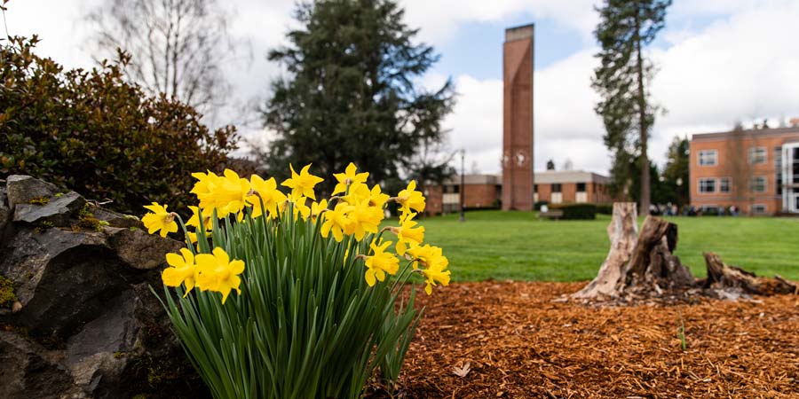 Daffodils in the Quad