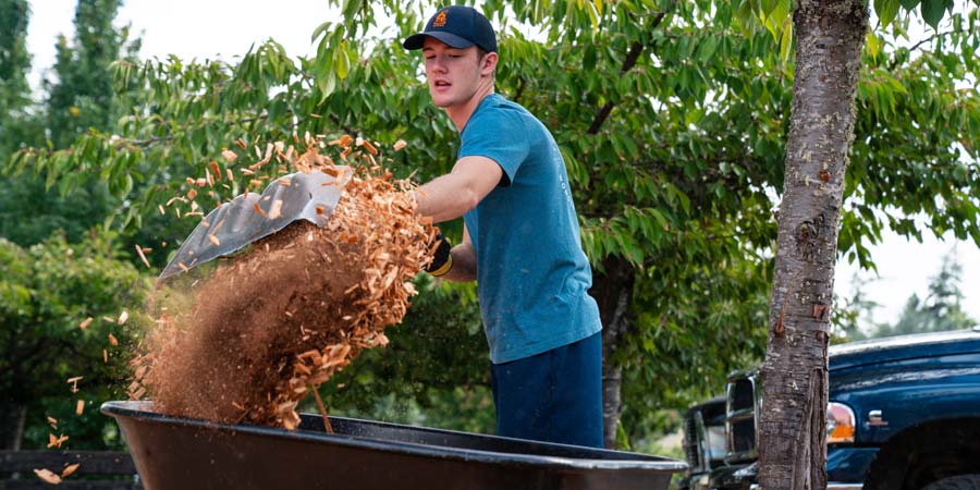 A student shoveling barkdust into a wheelbarrow