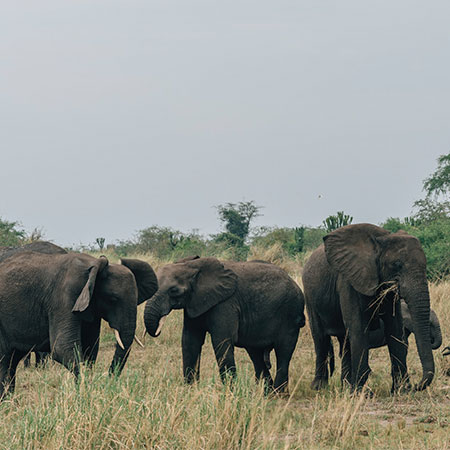 Elephants in Uganda