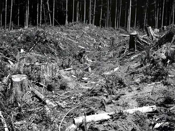 Fallen trees and damage from the 1962 Columbus Day Storm