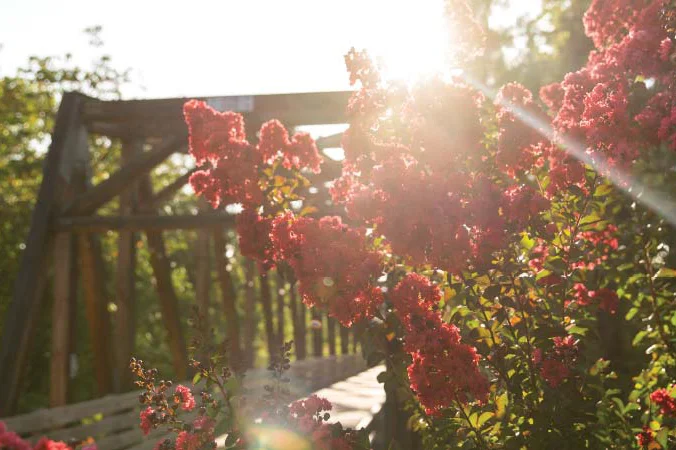 Flowers in front of Crisman Crossing bridge with the sun behind it
